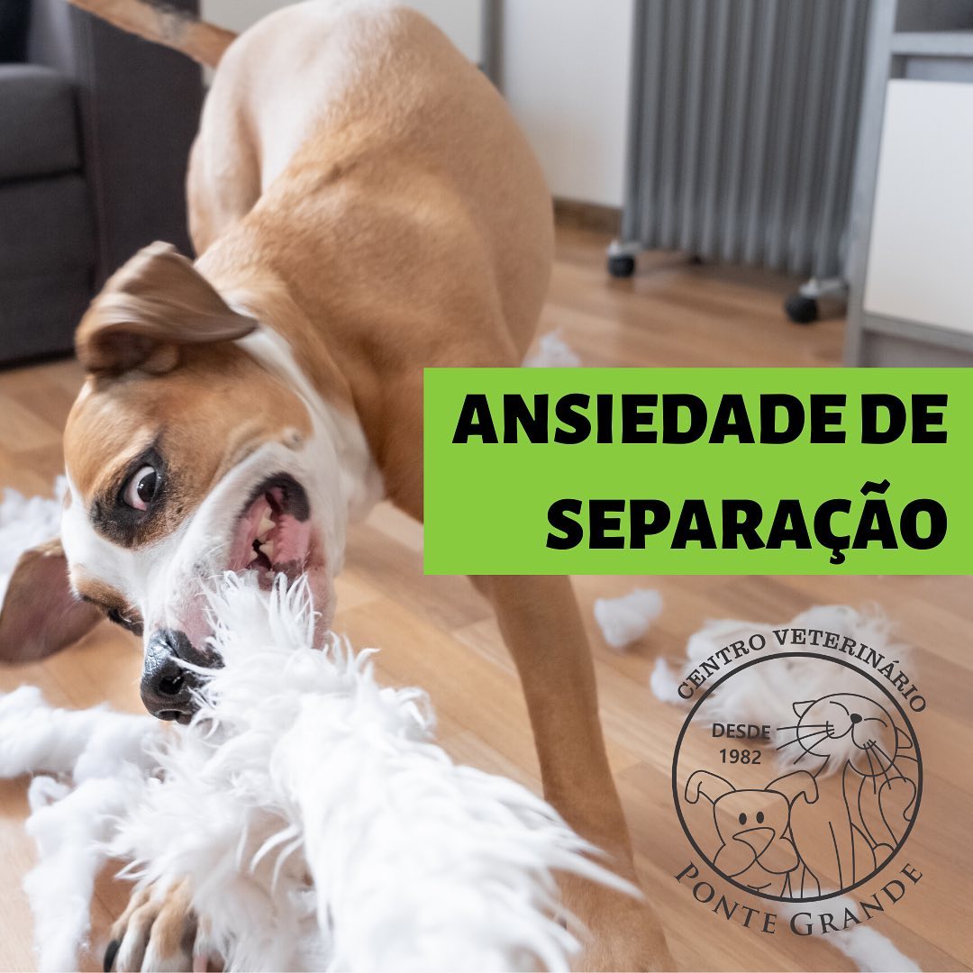 Read more about the article ANSIEDADE DE SEPARAÇÃO