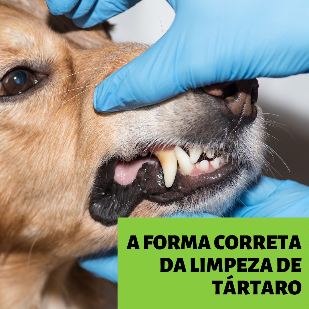 You are currently viewing A forma correta da Limpeza de Tártaro em Pets